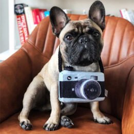 New Pet Products 2020 Pet Plush Toy Dog Camera Photo Props For Pet gmtpet.ltd